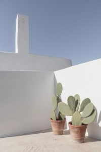 Two cactus plants in flower pots next to a white building wall under a clear blue sky.