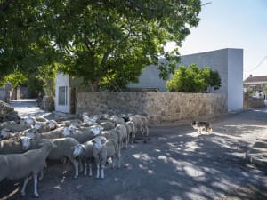 Sheep grazing on a road surrounded by a house and trees.