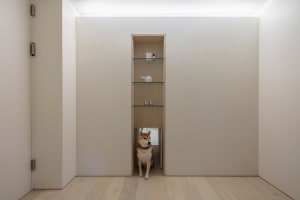 A minimalist room with a brown dog sitting on a wooden floor, next to a shelf with glass shelves.