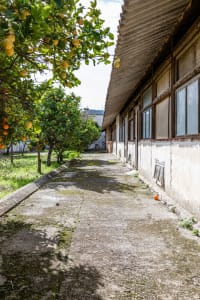 Exterior of an abandoned industrial factory with concrete walls, roof structure, and surrounding fruit trees with ripe orange