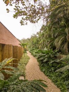A pathway lined with gravel, surrounded by greenery including ferns, bamboo, and bamboo fences, with a wooden fence on the le