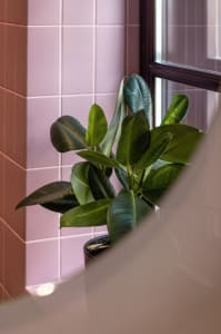 A green houseplant with broad leaves in a bathroom with pink tiles.