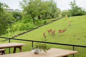 Wildlife grazing on a green hillside with a picnic table in the foreground.