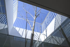 Trees surrounded by glass and steel structures