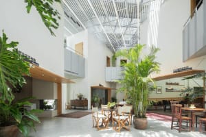 A spacious, industrial-style coffee shop interior with concrete walls, wooden tables, and large potted plants.