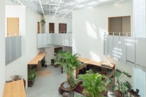 A spacious, modern coffee shop interior with wooden tables, chairs, and a variety of green plants.