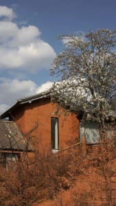 Traditional clay house exterior adorned with white blossoms in spring season.