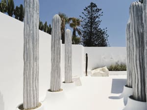 Modern, white, minimalist courtyard with large cactus plants.