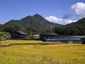 A modern house with a black exterior stands in a lush green field with a mix of yellow and green grass