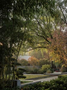 a serene outdoor garden with a pond surrounded by trees and bushes, featuring benches for seating