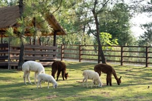 A group of sheep and llamas grazing peacefully in a fenced area with grass and each other