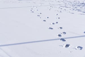A winter scene with footprints on a snowy ground, indicating multiple people have walked through the area