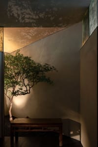 A small tree in a pot sits on a table in a dimly lit room