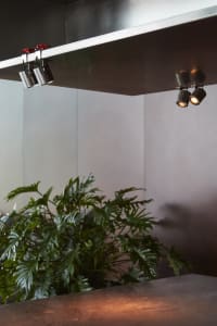 Dimly lit room with gray walls, two potted plants, and a large plant in the corner