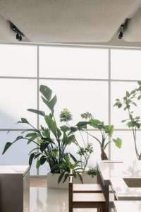 A serene indoor space filled with various potted plants on tables and countertops, adding a touch of nature to the interior design