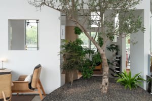 Cozy modern living-dining space with a large tree in the center, surrounded by chairs, a couch, and various plants