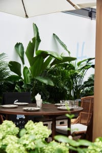 Cozy dining area with a wooden table, potted plants, and a meal setting
