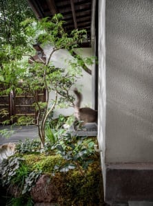 A simple indoor space with a white wall, potted plants, and a cat walking through the area