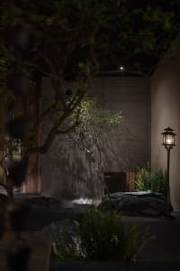 Indoor space with a rock wall, a tree, and potted plants, creating a calm and serene atmosphere