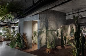 A serene indoor space with a large cactus plant and several potted plants, two doors, and a calm atmosphere