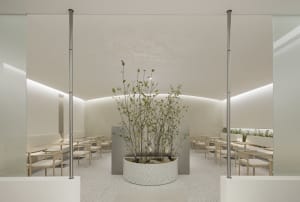 A modern restaurant with a large plant in the center, surrounded by chairs and tables, with white walls and a potted plant adding to the greenery and natural ambiance