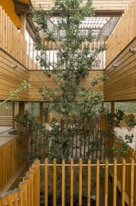 Indoor space with wooden walls and ceiling, featuring multiple trees growing through the structure, creating a warm and natural ambiance
