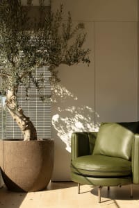 Cozy living room with a green leather chair, a large tree, and natural light from a window, featuring a modern and minimalist style with a focus on simplicity and clean lines