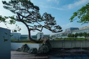 A serene outdoor rock garden with pine trees and a building in the background, set against a clear blue sky