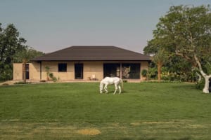 A horse grazes peacefully in the front yard of a house with a brown roof, surrounded by a grassy area