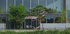 A serene outdoor scene featuring a tree, a rock, and a building in the background, with natural sunlight and a mix of green and brown colors
