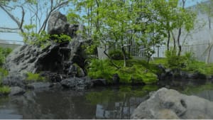 a peaceful garden with a pond surrounded by trees and rocks, featuring a variety of plants and natural atmosphere