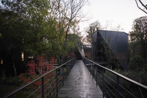 A serene forest scene with a wooden bridge surrounded by trees, with natural lighting and wet wooden deck