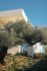 A white house with a modern design and a tree in front, creating a calm and serene atmosphere