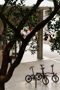 A public park scene with several bicycles parked under a tree, creating a relaxed and leisurely atmosphere