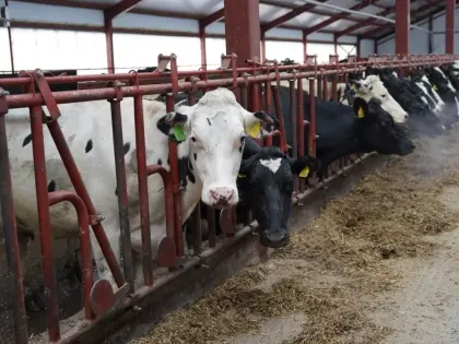 Вкалывают роботы, а не человек: на ферме в Удмуртии появились кибердоярки