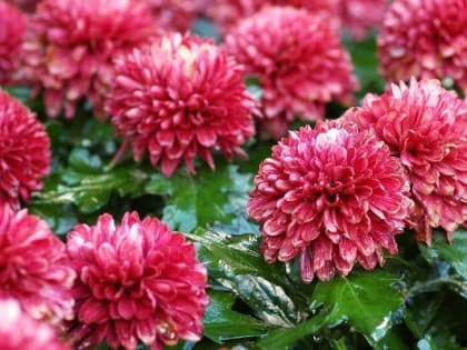 Уничтожение цветов в Удмуртии из-за восточного цветочного трипса