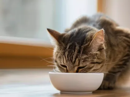 Больной бешенством кот поцарапал хозяйку в Удмуртии