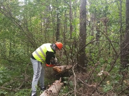 Устранение карантинного вредителя в Ижевске