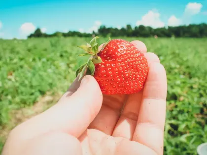 Как правильно посеять мелкие семена растений