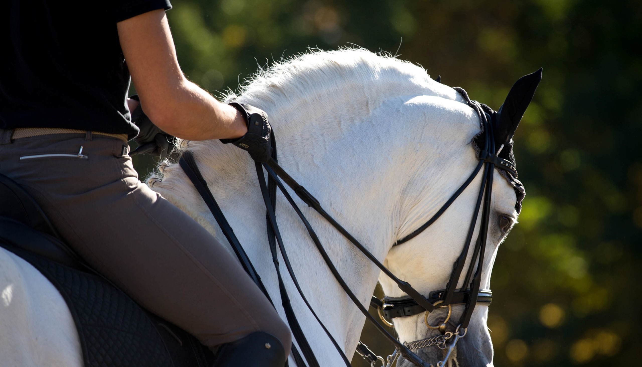 Equestrian Global hero