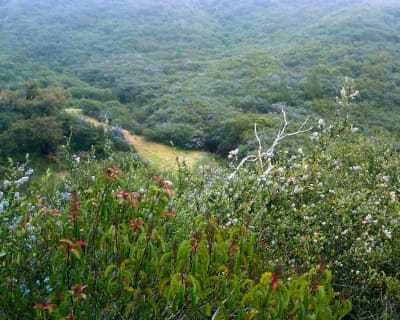 An “Elfin Forest”