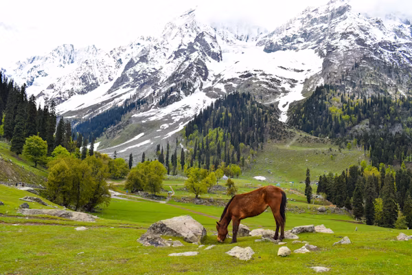 Vaishno Devi + Kashmir 3