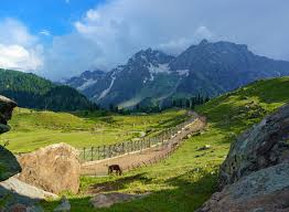 Sonamarg meadow 1
