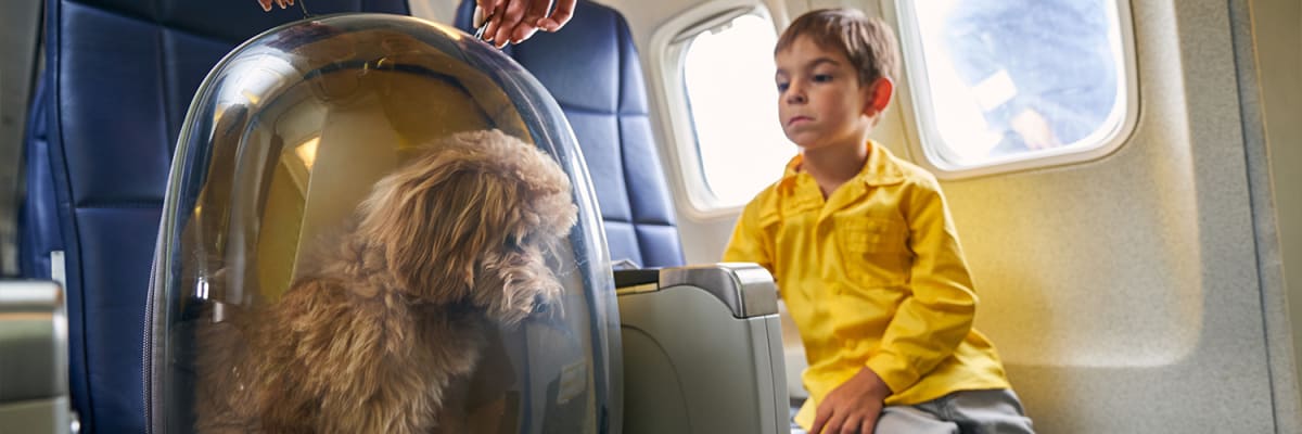 10 Airlines That Allow Pets in Cabin on International Flights