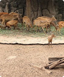 Animal Ark Wildlife Sanctuary