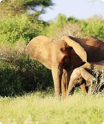 Tarangire National Park