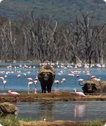 Lake Manyara National Park