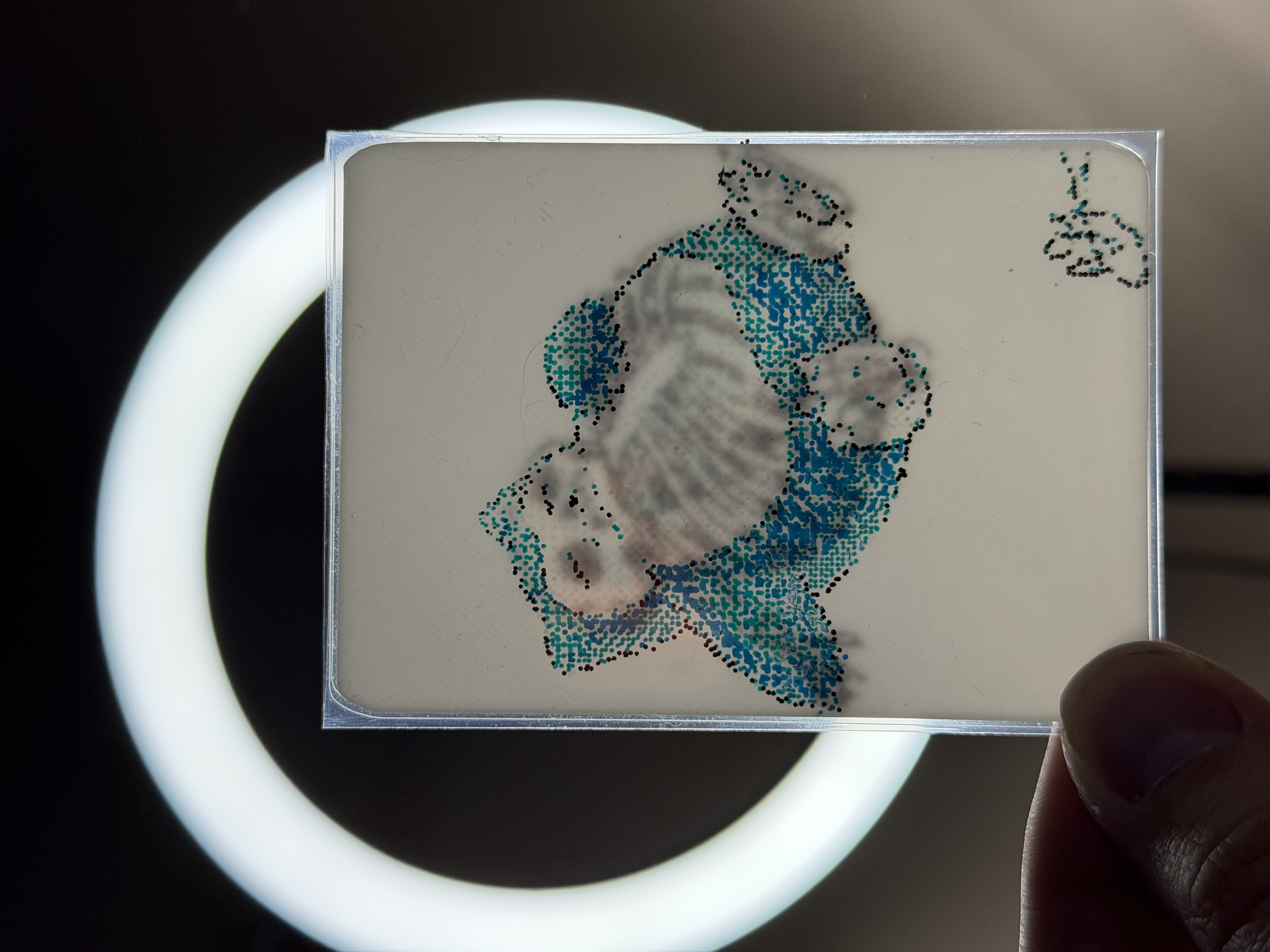 Series X piece 3 photo 2