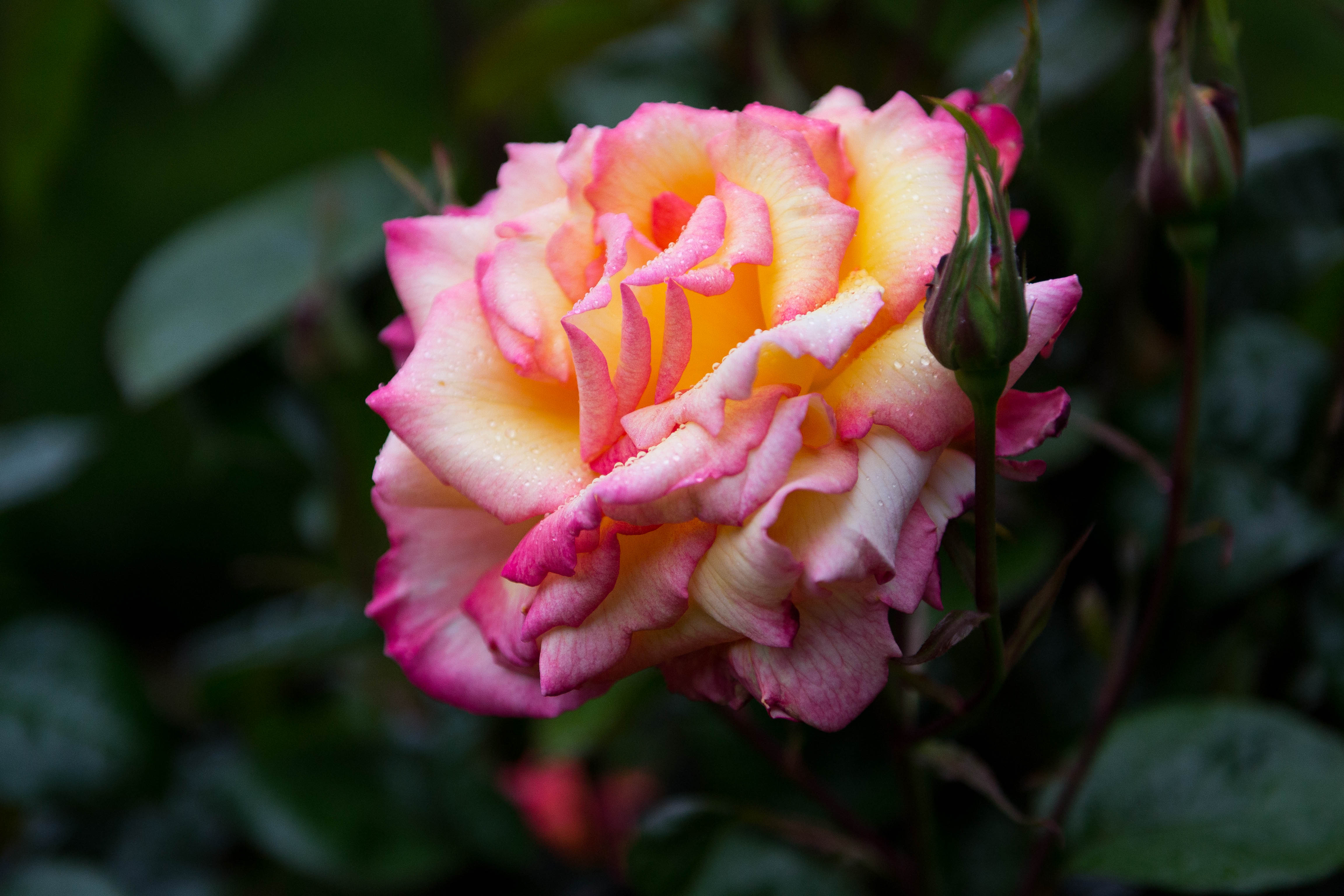 USA - Oregon - Coos Bay Rose Garden