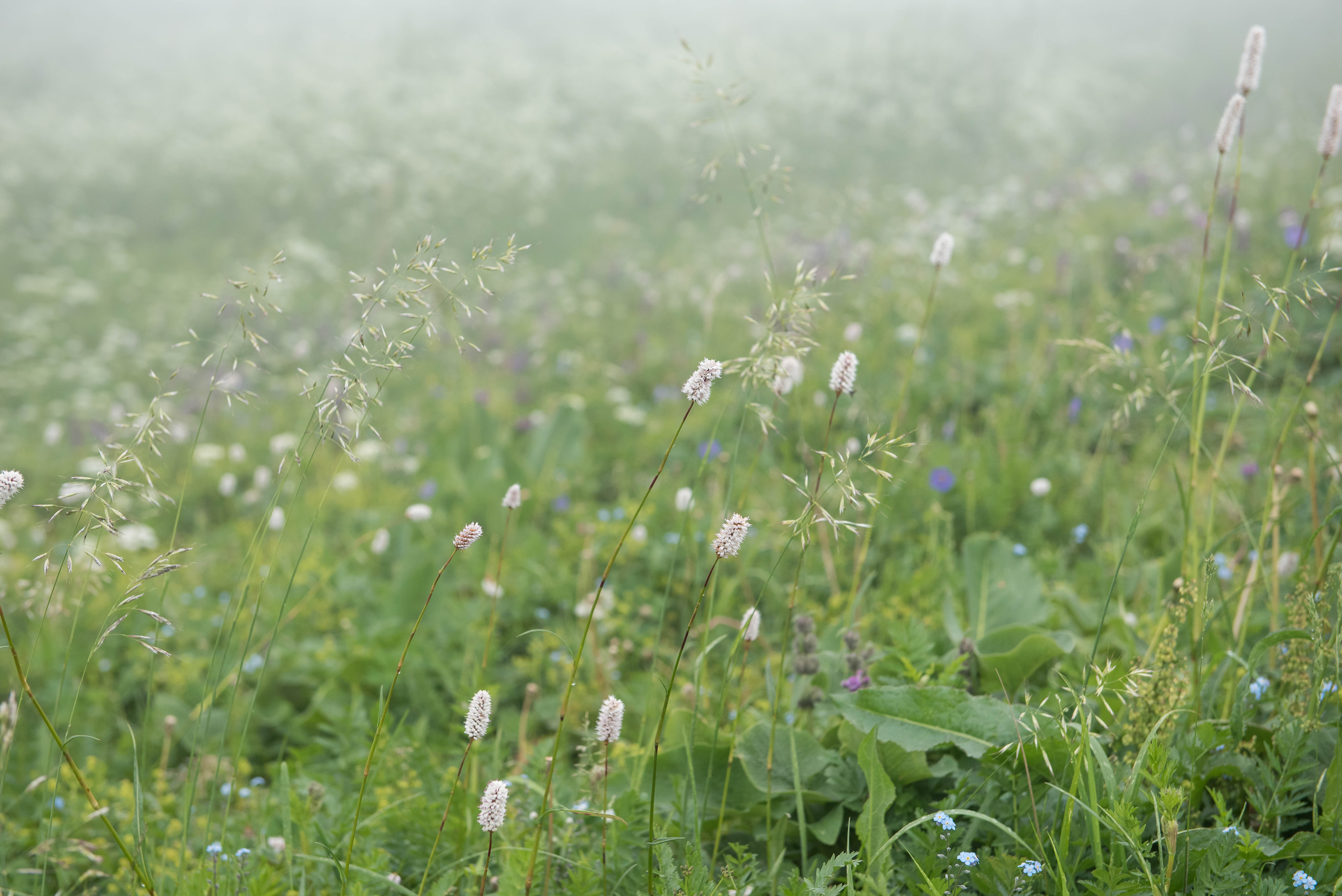 Kyrgyzstan - Ala Archa National Park - Meadow